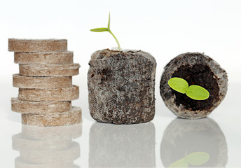 dry peat round tablets in a column and two green sprouts on a white background