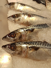 fresh saba fish on the ice tray