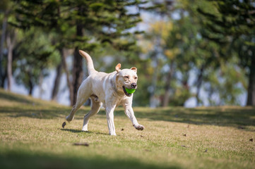 Fototapeta premium The Labrador retriever playing on the grass