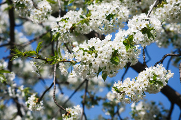 Cherry tree spring blossom, branch with flowers closeup