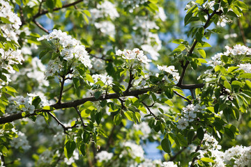 Cherry tree spring blossom, branch with flowers closeup