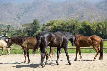 Naklejka na ściany i meble beautiful horses in farm relaxing in sand Stable