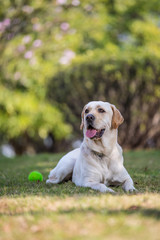 The Labrador retriever playing on the grass