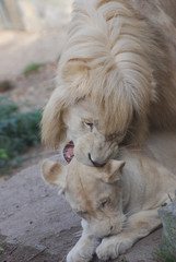Couple of lions is ready for mating at the zoo