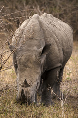 Obraz premium Rhinocéros blanc, white rhino, Ceratotherium simum, Parc national Kruger, Afrique du Sud