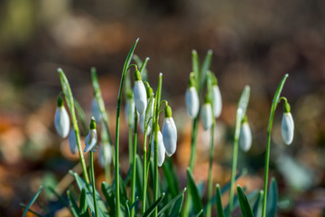 Snowdrops