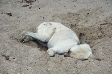 The stray dogs sleeping in the sand pit at the seaside.