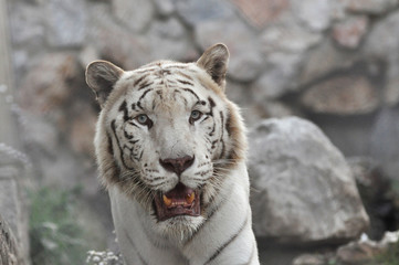 Face to face with white Bengal tiger