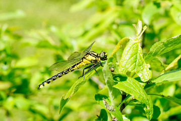 Ophiogomphus cecilia. Dragonfly on the green leaves background
