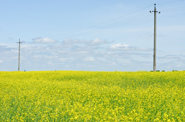 Rape field on power line and blue sky background