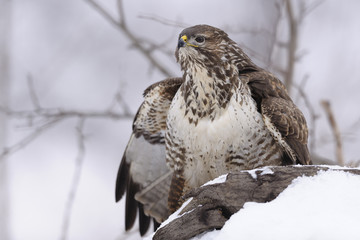Buzzard Buteo buteo sitting on the branch in winter