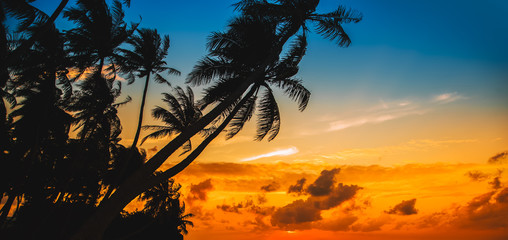 Naklejka na ściany i meble Silhouette of palm tree at beautiful tropical sunset