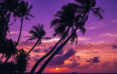Silhouette of palm tree at beautiful tropical sunset