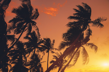 Obraz na płótnie Canvas Silhouette of palm tree at beautiful tropical sunset