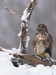Buzzard Buteo buteo sitting on the branch in winter