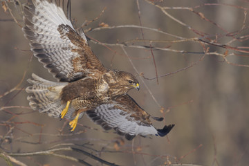Buzzard Buteo buteo in flight