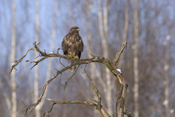 Buzzard Buteo buteo sitting on the top of dead tree