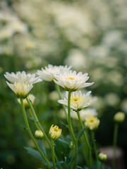 Chrysanthemum white at farm