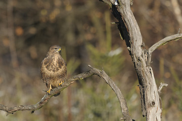 Buzzard Buteo buteo sitting on dead tree
