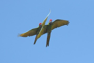 Pair of South American Military macaws (Ara militaris) in close flight © gerwbosma