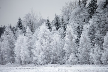 Frost on the Trees at the Forest Edge