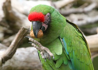 South American Military macaw (Ara militaris) feeding on a walnut.