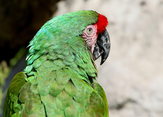 South American Military macaw (Ara militaris) in close-up, looking over shoulder.