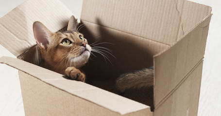 young abyssinian cat sitting in cardboard box, 4k photo