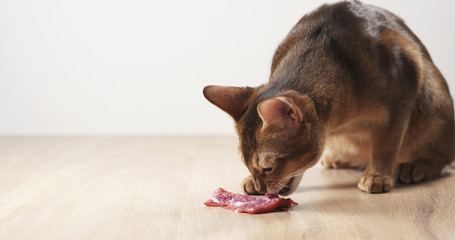 young abyssinian cat eating meat from table, 4k photo