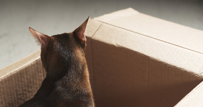 young abyssinian cat sitting in cardboard box, 4k photo