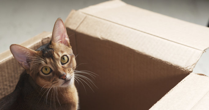 young abyssinian cat sitting in cardboard box, 4k photo