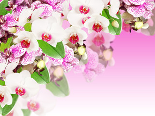 Beautiful floral background of white and purple orchids 