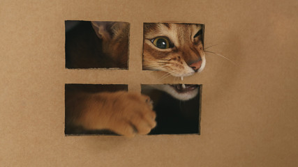 young abyssinian catplaying inside cardboard house from box, 8 month kitten