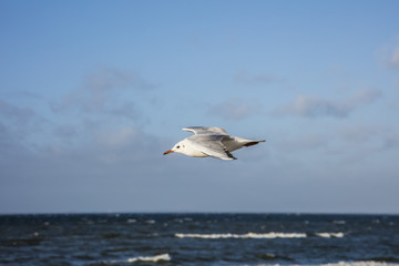 Fototapeta na wymiar seagull flying over blue sea 