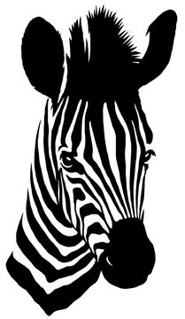 black and white linear paint draw zebra illustration