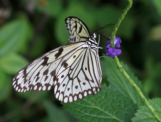 Feeding Southeast Asian Paper Kite butterfly (Idea leuconoe), a.k.a. Large Wood Nymph or Rice Paper Nymph.