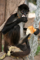 Monkey / Mexico City, Mexico