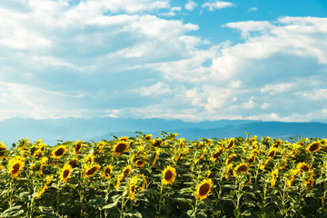 sunflowers field in a summer day