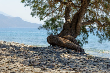Curved tree at stony beach of Paleochora town on Crete island, Greece 