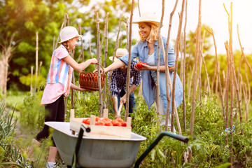 Obraz premium Girl with mother gather tomatoes