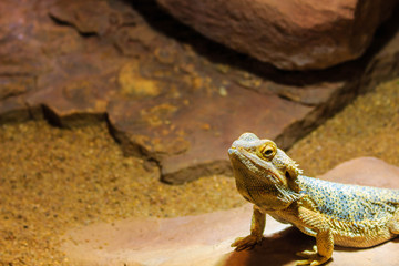 Bartagame