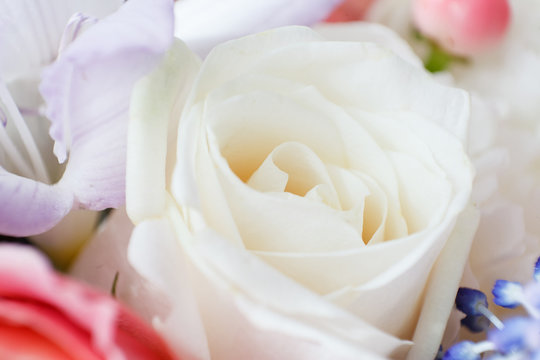 beautiful white rose flower close up image