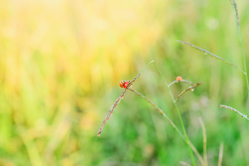 Ladybug