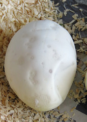 Single healthy Royal / Ball Python Egg