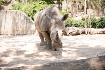Fototapeta premium rhinoceros