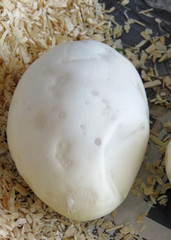 Fototapeta premium Single healthy Royal / Ball Python Egg