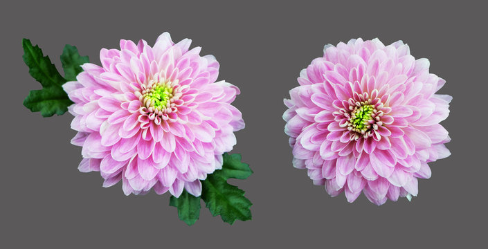 Fototapeta Pink chrysanthemum isolated on a gray background.