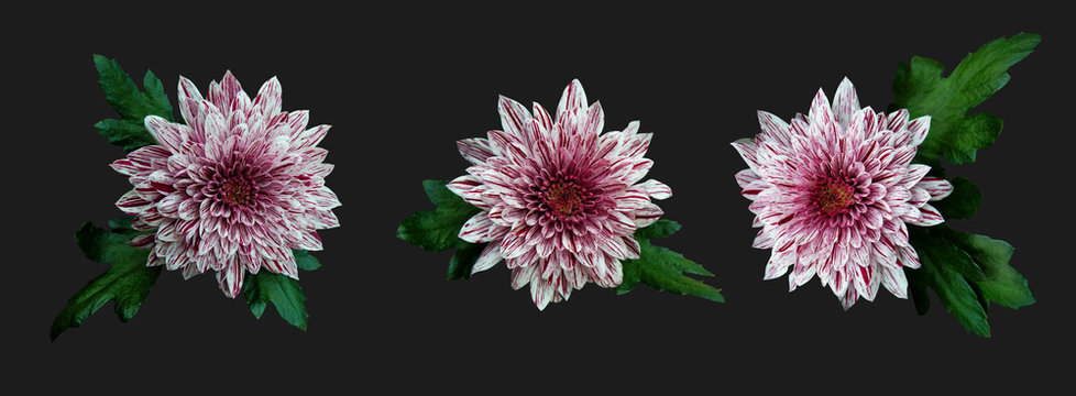 Fototapeta Variegated pink chrysanthemum isolated on a gray background.