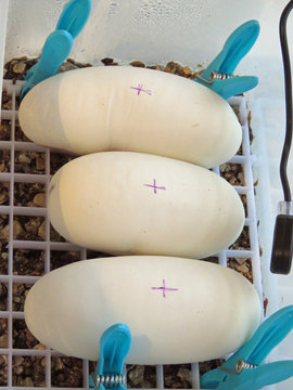 Healthy batch of python eggs
