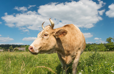 Cow grazing in the village field